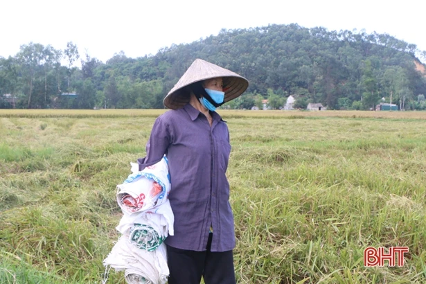 Nông dân Hà Tĩnh khắc phục khó khăn, khẩn trương thu hoạch lúa xuân