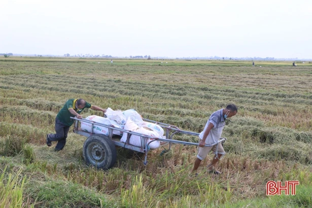 Nông dân Hà Tĩnh khắc phục khó khăn, khẩn trương thu hoạch lúa xuân