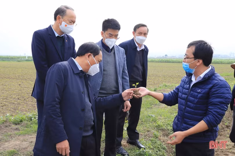 Các địa phương Hà Tĩnh sôi nổi ra quân trồng cây đầu xuân