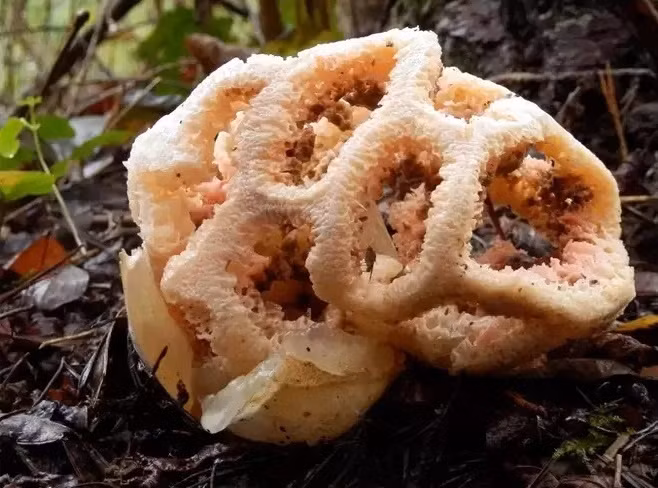 9 loại nấm kỳ lạ nhất trên thế giới có thể bạn chưa biết