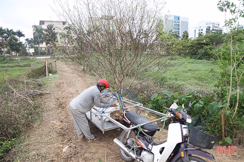 Tất bật “hồi sinh” đào sau tết
