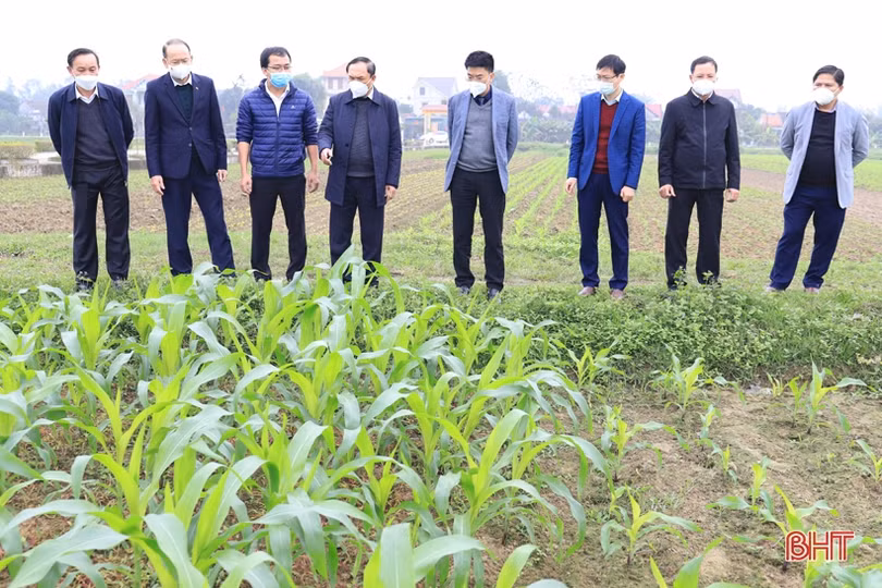 Các địa phương Hà Tĩnh sôi nổi ra quân trồng cây đầu xuân