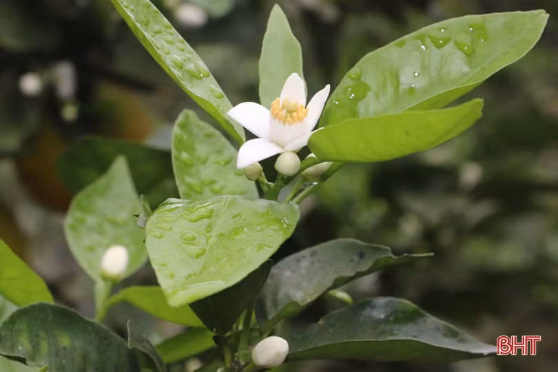 Người dân miền núi Vũ Quang tất bật chăm sóc cam, bưởi thời kỳ ra lộc