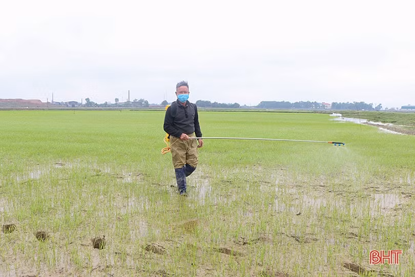 Gieo cấy thuận lợi, đảm bảo cơ cấu lúa xuân ở Hà Tĩnh