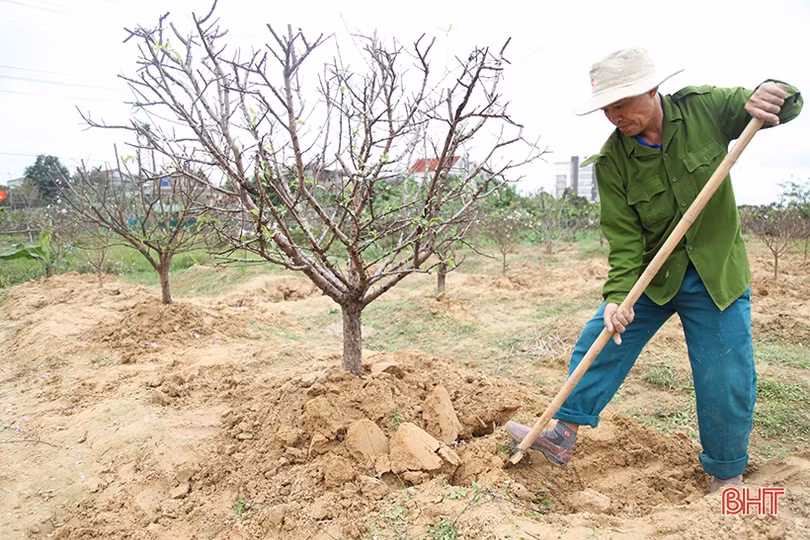 Tất bật “hồi sinh” đào sau tết
