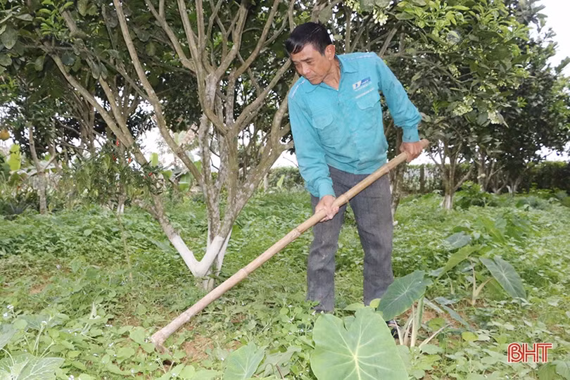 Người dân miền núi Vũ Quang tất bật chăm sóc cam, bưởi thời kỳ ra lộc