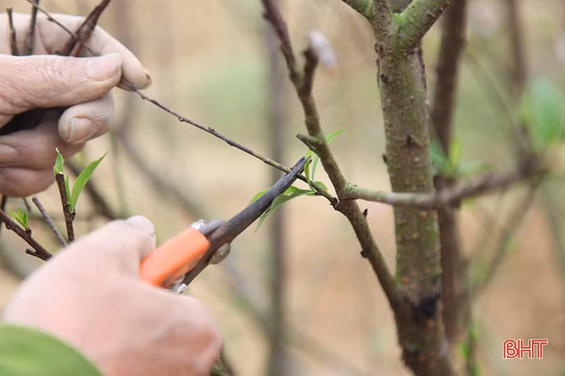Tất bật “hồi sinh” đào sau tết