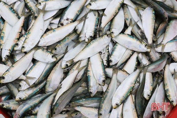 Ngư dân Nghi Xuân đón “lộc biển” đầu năm