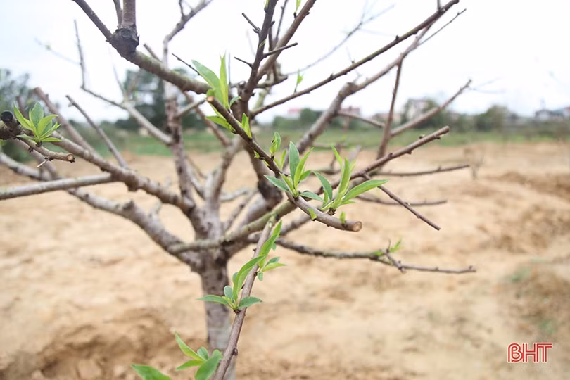 Tất bật “hồi sinh” đào sau tết