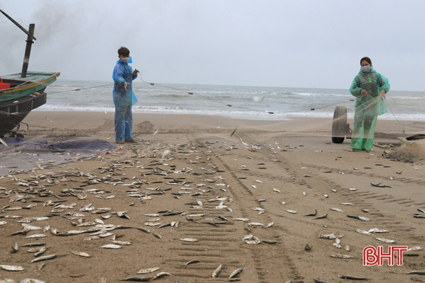 Ngư dân Nghi Xuân đón “lộc biển” đầu năm
