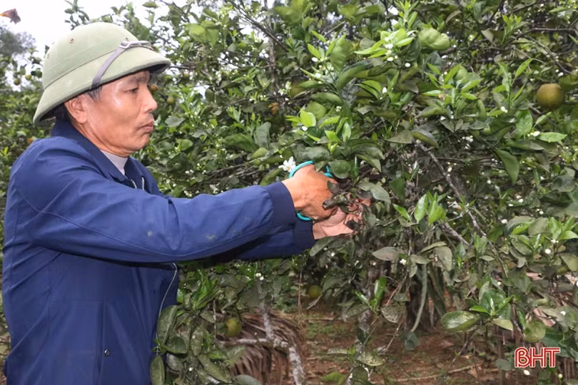 Người dân miền núi Vũ Quang tất bật chăm sóc cam, bưởi thời kỳ ra lộc