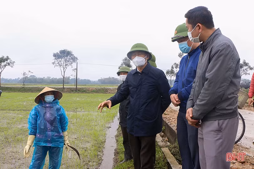 Hà Tĩnh: Tập trung chăm sóc, phòng trừ sâu bệnh trên lúa xuân sau tết Nguyên đán
