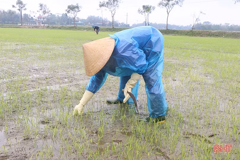 Gieo cấy thuận lợi, đảm bảo cơ cấu lúa xuân ở Hà Tĩnh