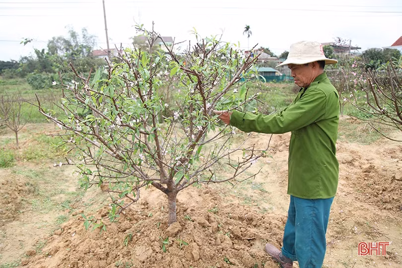 Tất bật “hồi sinh” đào sau tết