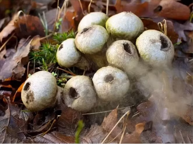 9 loại nấm kỳ lạ nhất trên thế giới có thể bạn chưa biết