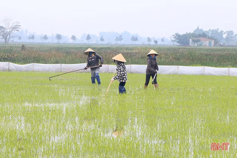 Hà Tĩnh: Tập trung chăm sóc, phòng trừ sâu bệnh trên lúa xuân sau tết Nguyên đán