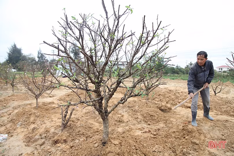 Tất bật “hồi sinh” đào sau tết