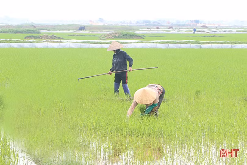 Gieo cấy thuận lợi, đảm bảo cơ cấu lúa xuân ở Hà Tĩnh
