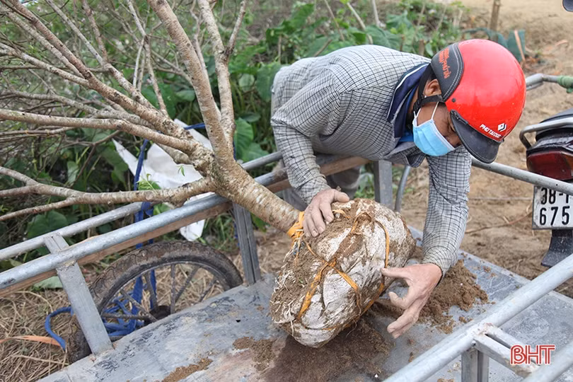 Tất bật “hồi sinh” đào sau tết