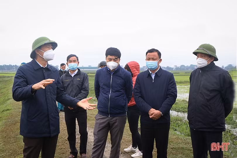 Hà Tĩnh: Tập trung chăm sóc, phòng trừ sâu bệnh trên lúa xuân sau tết Nguyên đán