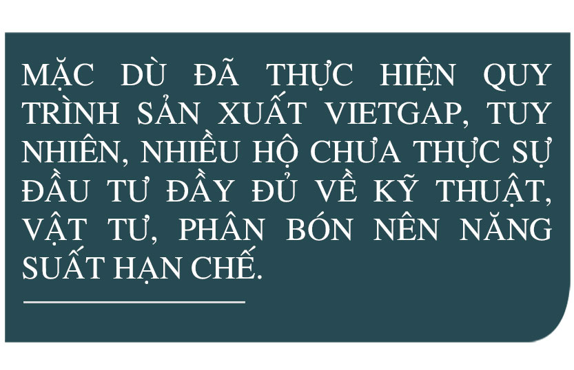 Phát triển xứng tầm cây chè nguyên liệu trên vùng thượng Kỳ Anh (bài 2): Cần chiến lược đầu tư bài bản