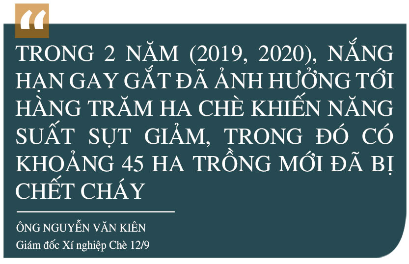 Phát triển xứng tầm cây chè nguyên liệu trên vùng thượng Kỳ Anh (bài 2): Cần chiến lược đầu tư bài bản