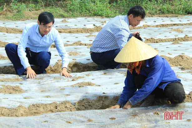 Địa phương đầu tiên của Hà Tĩnh thí điểm 16ha lạc giống “bảo quản ngoài đồng ruộng”