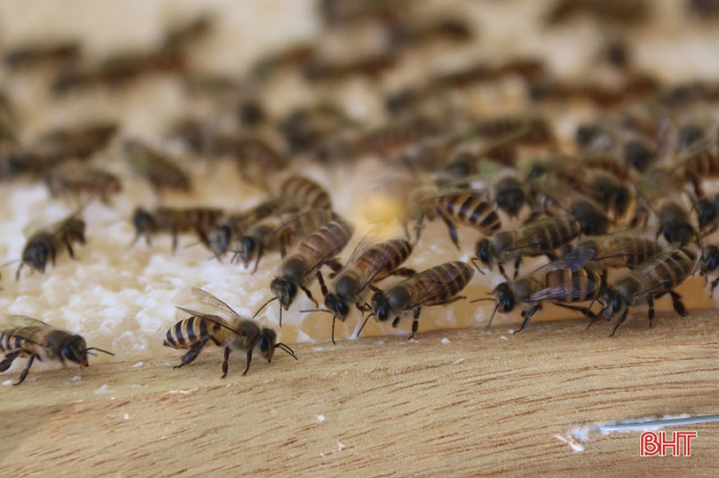 Chuyện về lão nông Hà Tĩnh thoát nghèo nhờ nuôi ong lấy mật