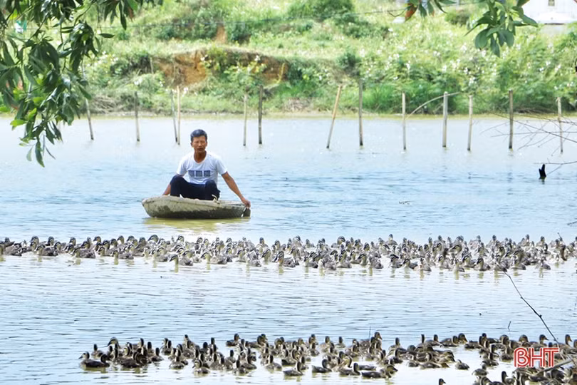 Hiệu quả bước đầu của mô hình nuôi vịt biển ở TX Kỳ Anh
