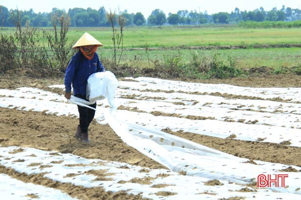 Địa phương đầu tiên của Hà Tĩnh thí điểm 16ha lạc giống “bảo quản ngoài đồng ruộng”