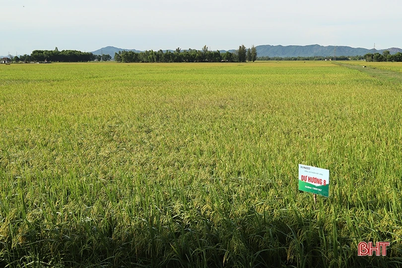 Xây dựng chuỗi sản phẩm OCOP lúa gạo hữu cơ thương hiệu Hà Tĩnh