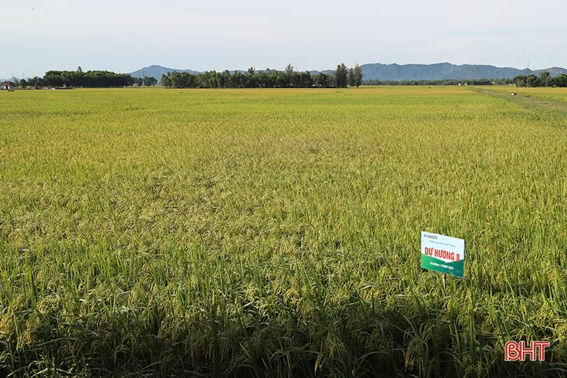 Xây dựng chuỗi sản phẩm OCOP lúa gạo hữu cơ thương hiệu Hà Tĩnh