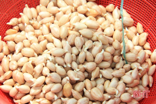 Địa phương đầu tiên của Hà Tĩnh thí điểm 16ha lạc giống “bảo quản ngoài đồng ruộng”