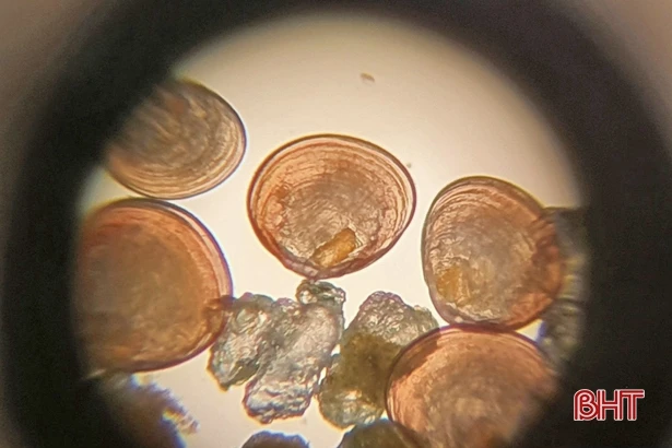 Giải quyết chuyện “đau đầu” vì ngao giống ở Lộc Hà