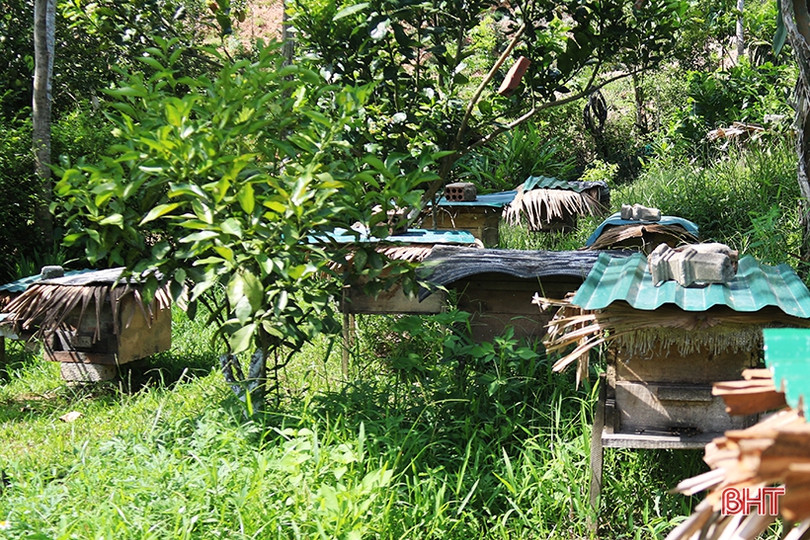 Chuyện về lão nông Hà Tĩnh thoát nghèo nhờ nuôi ong lấy mật