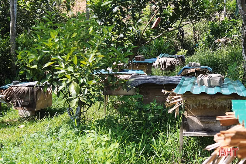 Chuyện về lão nông Hà Tĩnh thoát nghèo nhờ nuôi ong lấy mật