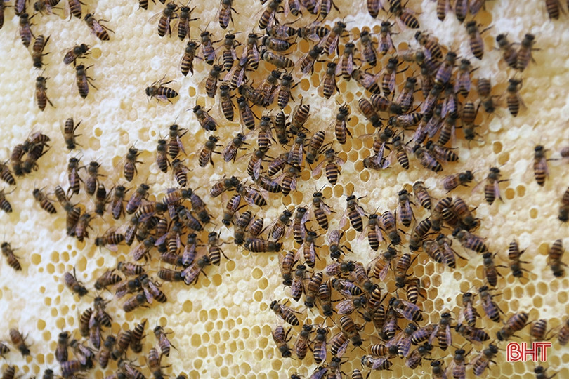 Chuyện về lão nông Hà Tĩnh thoát nghèo nhờ nuôi ong lấy mật