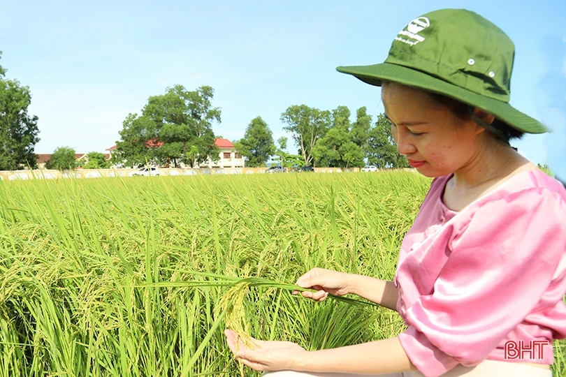 Xây dựng chuỗi sản phẩm OCOP lúa gạo hữu cơ thương hiệu Hà Tĩnh