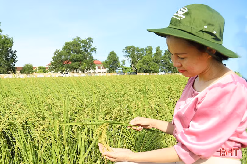 Xây dựng chuỗi sản phẩm OCOP lúa gạo hữu cơ thương hiệu Hà Tĩnh