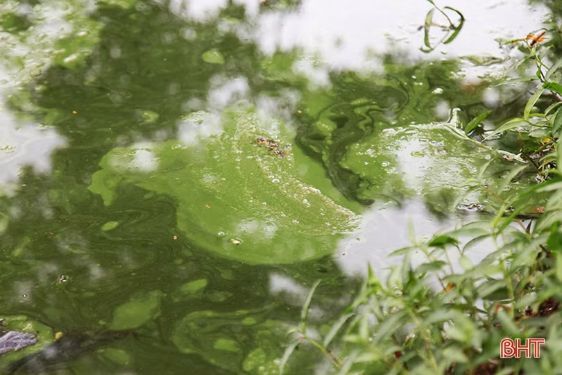 “Hồ Gươm thu nhỏ” ở phố núi Hà Tĩnh vẫn ô nhiễm nặng, mất tác dụng điều hòa