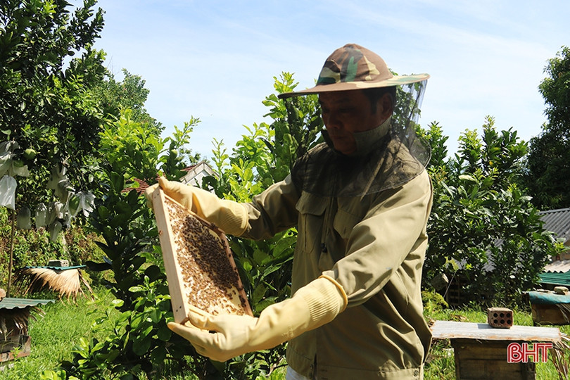 Chuyện về lão nông Hà Tĩnh thoát nghèo nhờ nuôi ong lấy mật