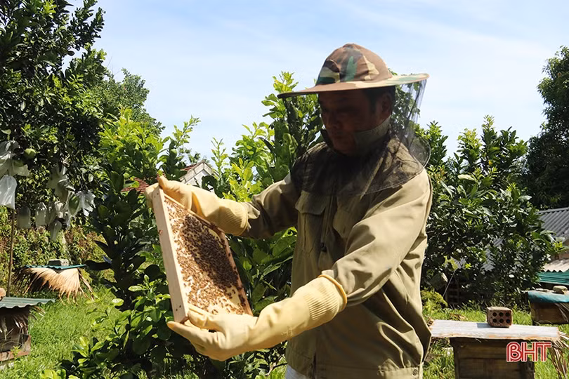 Chuyện về lão nông Hà Tĩnh thoát nghèo nhờ nuôi ong lấy mật