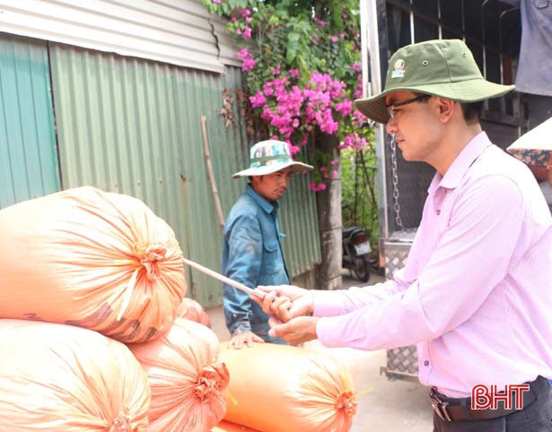 KC Hà Tĩnh thu mua 2.500 tấn lúa Nếp 98 và Khang dân 18