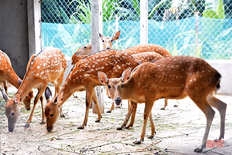Đình Tứ Mỹ - tỏa sáng giá trị truyền thống cách mạng