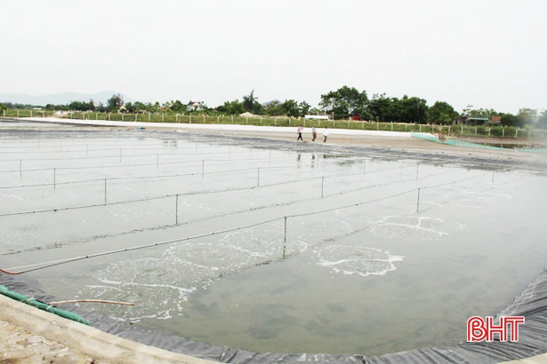 Giải quyết chuyện “đau đầu” vì ngao giống ở Lộc Hà