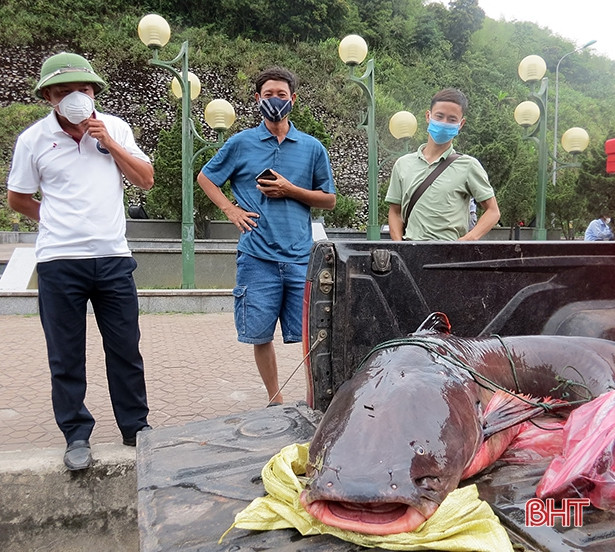Vận chuyển cá lăng nặng 60kg từ Lào qua Hà Tĩnh về một nhà hàng ở Nghệ An