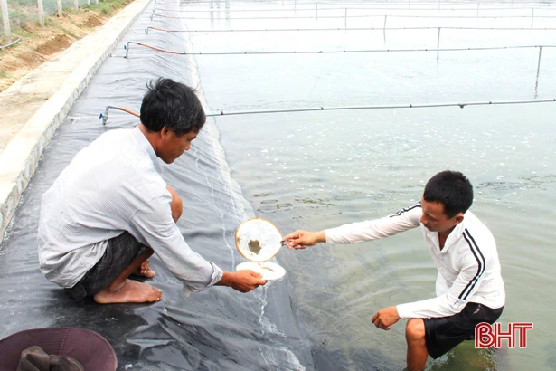 Giải quyết chuyện “đau đầu” vì ngao giống ở Lộc Hà