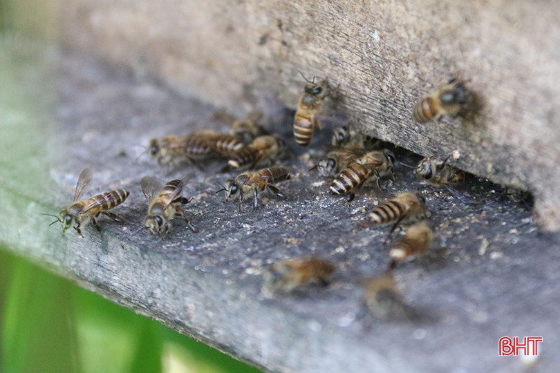 Chuyện về lão nông Hà Tĩnh thoát nghèo nhờ nuôi ong lấy mật