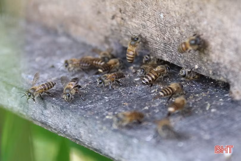 Chuyện về lão nông Hà Tĩnh thoát nghèo nhờ nuôi ong lấy mật