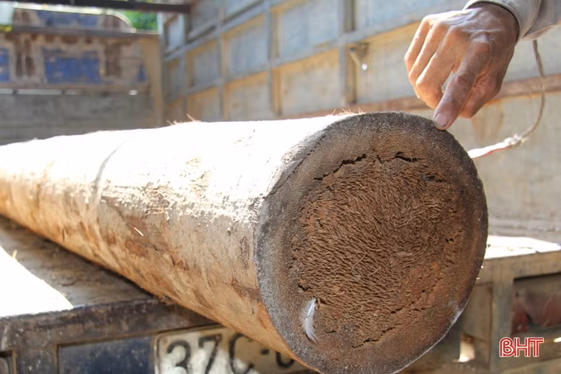 Từ cây móc tự nhiên thành đũa mang thương hiệu